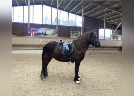 Icelandic Horse, Mare, 7 years, 14 hh, Black