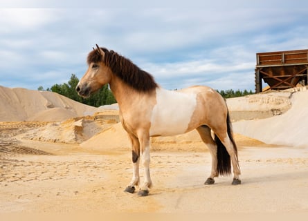 Icelandic Horse, Mare, 7 years, 14 hh, Buckskin