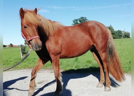 Icelandic Horse, Mare, 7 years, 14 hh, Chestnut-Red