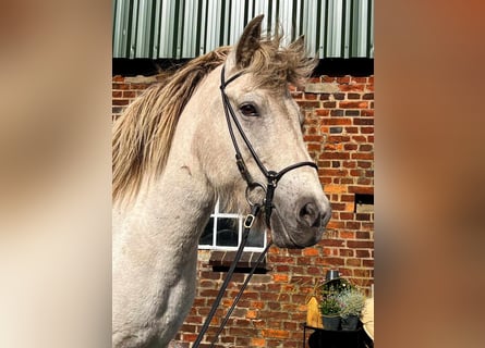 Icelandic Horse, Mare, 7 years, 14 hh