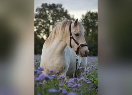 Icelandic Horse, Mare, 7 years, 14 hh