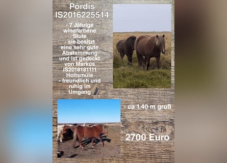 Icelandic Horse, Mare, 7 years