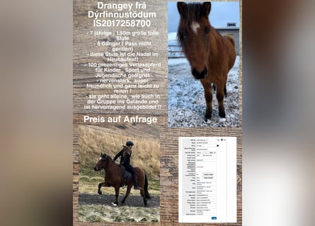 Icelandic Horse, Mare, 7 years, Brown