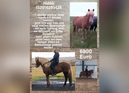 Icelandic Horse, Mare, 7 years, Chestnut-Red