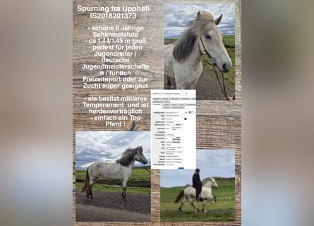 Icelandic Horse, Mare, 7 years, Gray