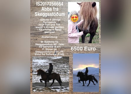 Icelandic Horse, Mare, 7 years