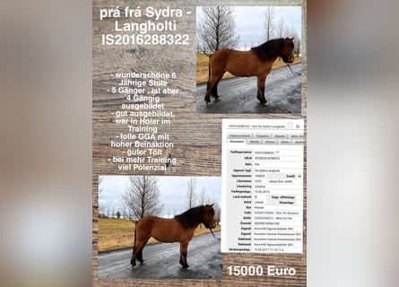 Icelandic Horse, Mare, 7 years
