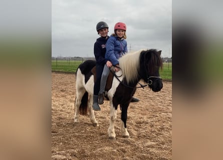 Icelandic Horse, Mare, 8 years, 13.1 hh, Pinto