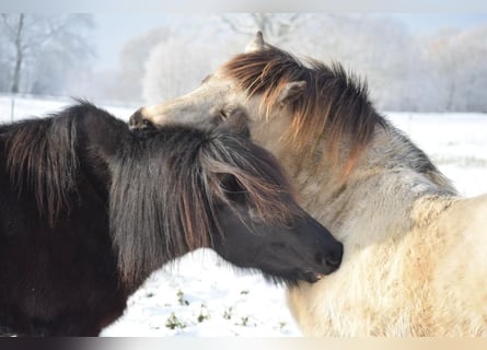 Icelandic Horse, Mare, 8 years, 13.2 hh, Brown