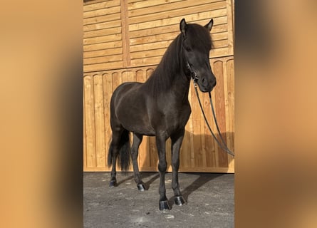 Icelandic Horse, Mare, 8 years, 13.2 hh