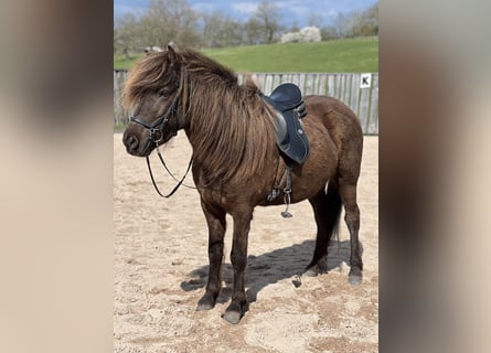 Icelandic Horse, Mare, 8 years, 13.2 hh, Smoky-Black
