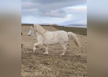 Icelandic Horse, Mare, 8 years, 13.2 hh, White