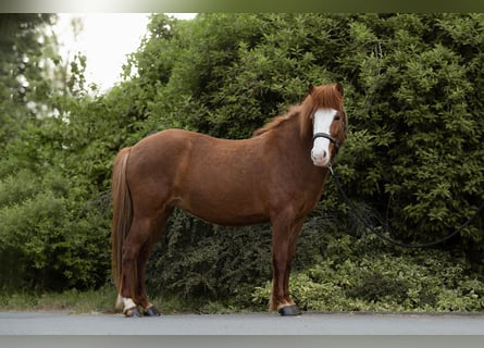 Icelandic Horse, Mare, 8 years, 13,1 hh, Chestnut