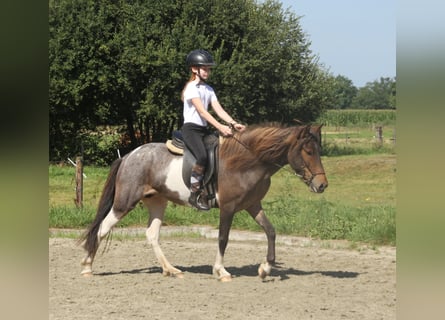 Icelandic Horse, Mare, 8 years, 13,2 hh, Pinto