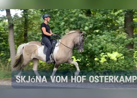 Icelandic Horse, Mare, 8 years, 14.1 hh, Pinto Icelandic Horse, Mare, 8 years, 14.1 hh, Pinto