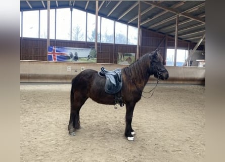 Icelandic Horse, Mare, 8 years, 14 hh, Black