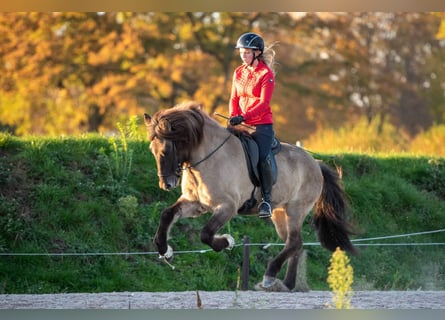 Icelandic Horse, Mare, 8 years, 15 hh, Dun