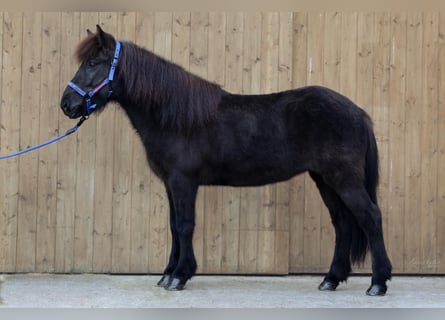 Icelandic Horse, Mare, 8 years, Black