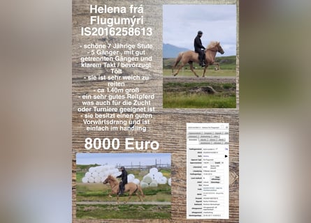 Icelandic Horse, Mare, 8 years
