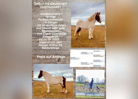 Icelandic Horse, Mare, 8 years, Pinto