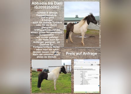 Icelandic Horse, Mare, 8 years, Pinto