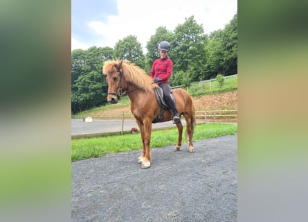 Icelandic Horse, Mare, 9 years, 13.1 hh, Chestnut-Red