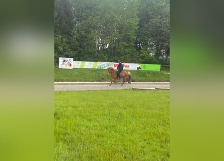 Icelandic Horse, Mare, 9 years, 13.1 hh, Chestnut-Red