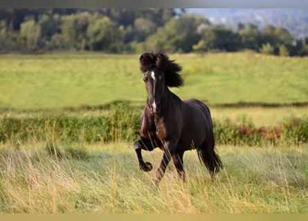 Icelandic Horse, Mare, 9 years, 13.2 hh, Black