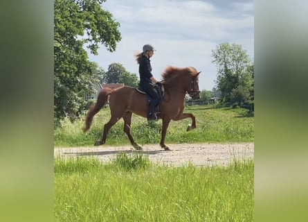 Icelandic Horse, Mare, 9 years, 13.3 hh, Chestnut-Red