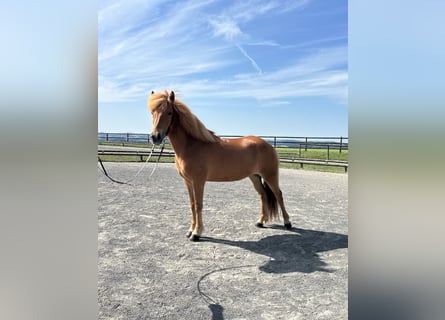 Icelandic Horse, Mare, 9 years, 13,3 hh, Chestnut-Red