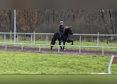 Icelandic Horse, Mare, 9 years, 14,1 hh, Black