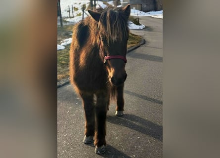 Icelandic Horse, Mare, 9 years, 14 hh, Smoky-Black