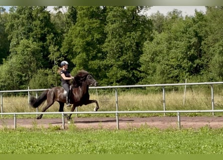 Icelandic Horse, Mare, 9 years, 14,1 hh, Black