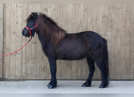 Icelandic Horse, Mare, 9 years, Black