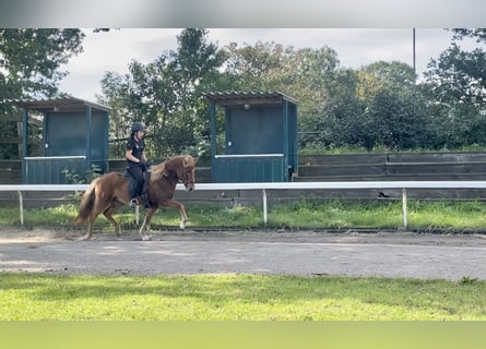 Icelandic Horse, Mare, 9 years, Chestnut-Red