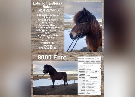 Icelandic Horse, Mare, 9 years