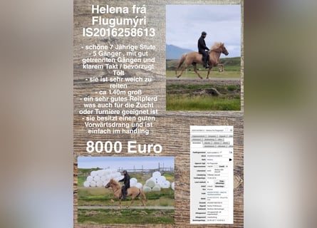 Icelandic Horse, Mare, 9 years