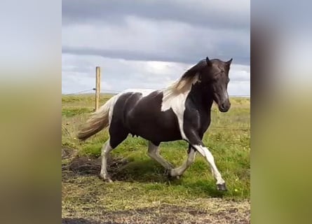 Icelandic Horse, Mare, 9 years, Pinto