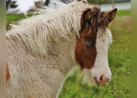 Icelandic Horse, Mare, Foal (05/2025), 13.2 hh, Pinto