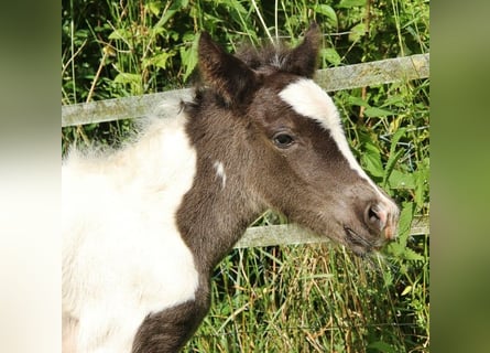 Icelandic Horse, Mare, , 13,2 hh, Pinto