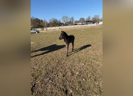 Icelandic Horse, Mare, Foal (01/2026), 14,1 hh, Black