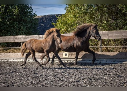 Icelandic Horse, Mare, Foal (05/2023), Black