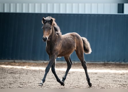 Icelandic Horse, Mare, Foal (06/2026), Brown
