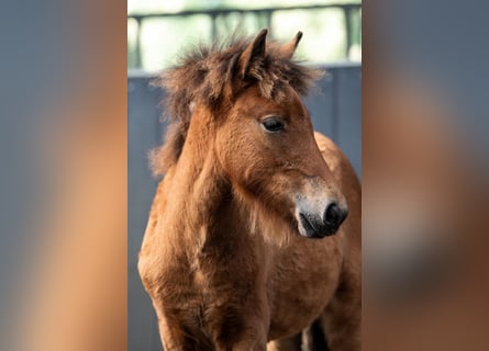 Icelandic Horse, Mare, Foal (05/2026), Brown