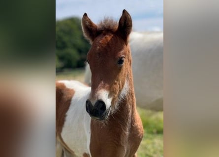 Icelandic Horse, Mare, Foal (07/2026), Pinto
