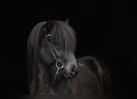 Icelandic Horse, Stallion, 10 years, 14,1 hh, Black