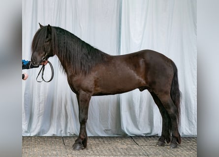 Icelandic Horse, Stallion, 10 years, 14.2 hh, Black