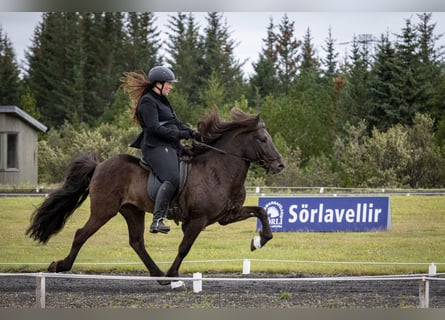 Icelandic Horse, Stallion, 10 years, 14 hh, Black