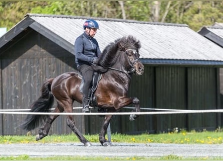 Icelandic Horse, Stallion, 12 years, 13,2 hh, Black
