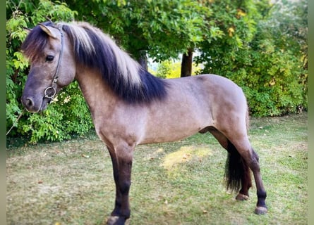 Icelandic Horse, Stallion, 14 years, 14,1 hh, Dun